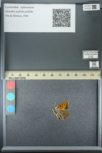 Media type: image;   Entomology 185389